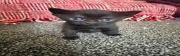 Bombay cats for sale: Beautiful Bombay x BSH Tuxedo Kittens - Advert 17