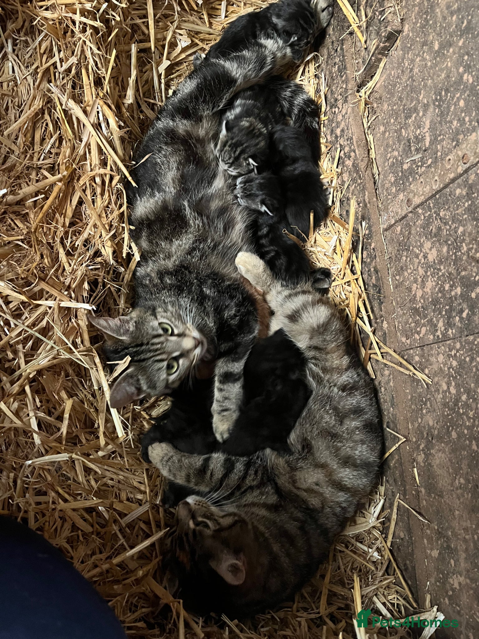 Mixed Breed cats Yard cats - Advert 1