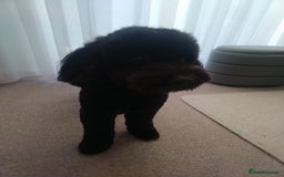 Cockapoo dogs for stud: Bonni – lovely Cockapoo available for stud - Image 2