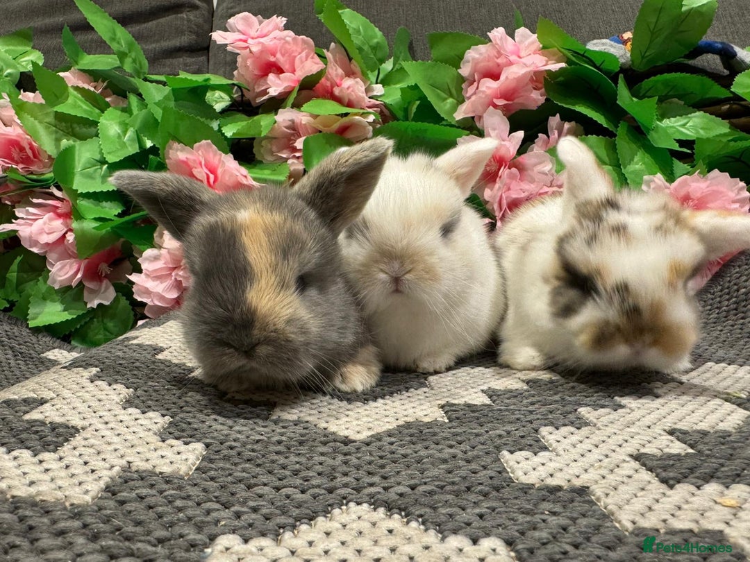 Mini Lop rabbits for sale: ⭐️ STUNNING PURE BRED MINI LOPS⭐️ - Image 2