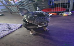 French Bulldog dogs for sale: 4yr old neutered pedigree male french bulldog - Advert 7