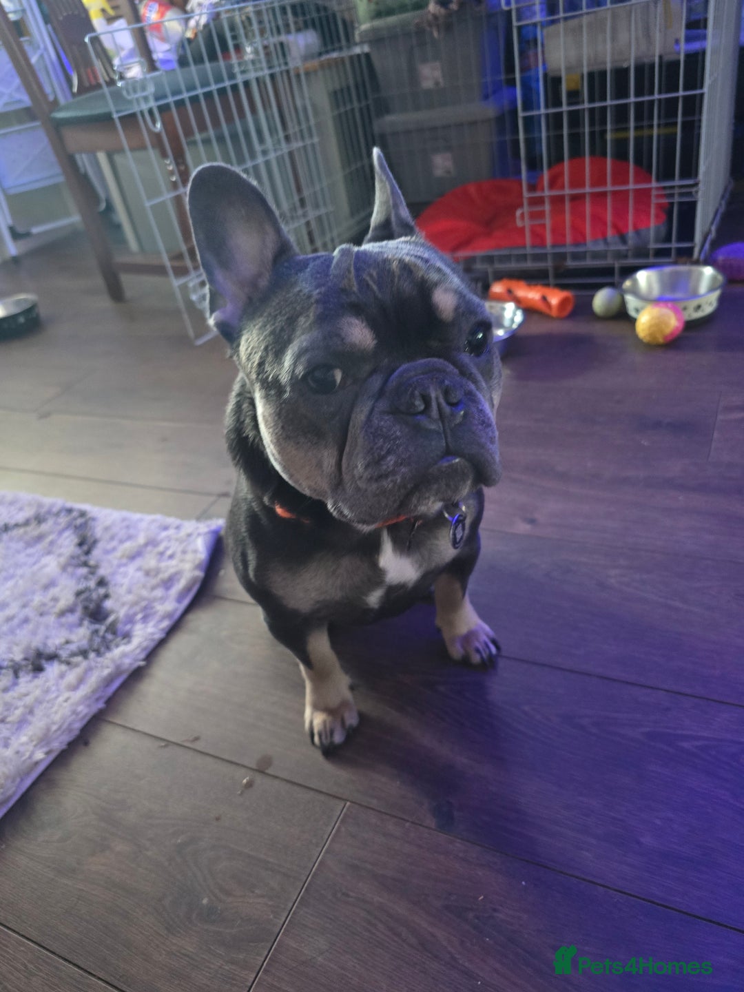 French Bulldog dogs for sale: 4yr old neutered pedigree male french bulldog - Advert 7