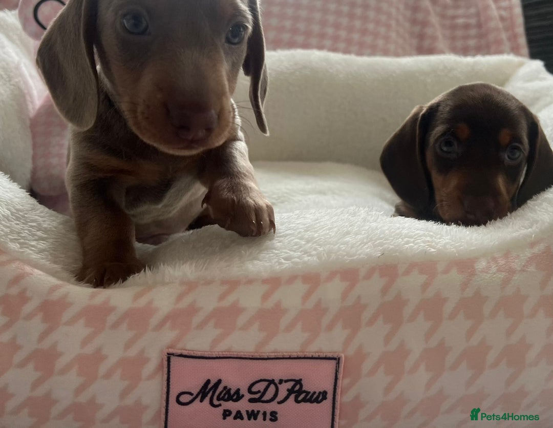 Miniature Dachshund dogs for sale: Miniature Dachshund  - Image 3