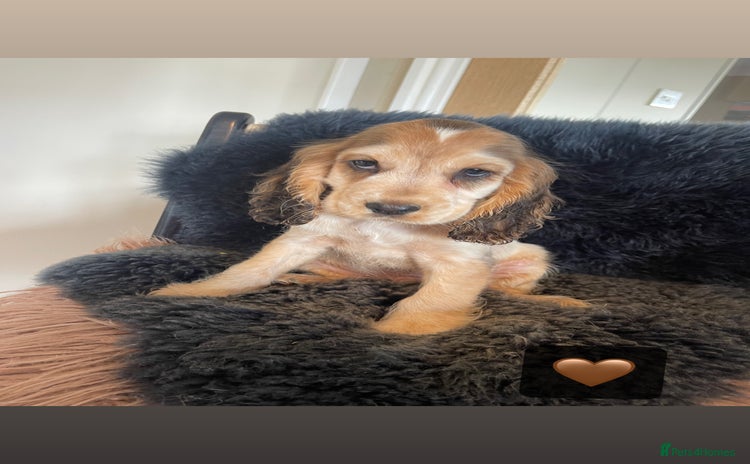 Cocker Spaniel dogs - Advert 12