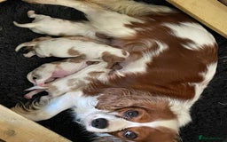 Cavalier King Charles Spaniel dogs for stud: Fully health tested proven Kc reg, multi gen clear in Wrexham - Image 17