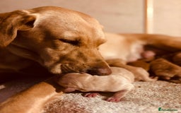 Labrador Retriever dogs for sale: 🐶 8 Gorgeous KC Labrador Puppy’s 🐶 - Image 24