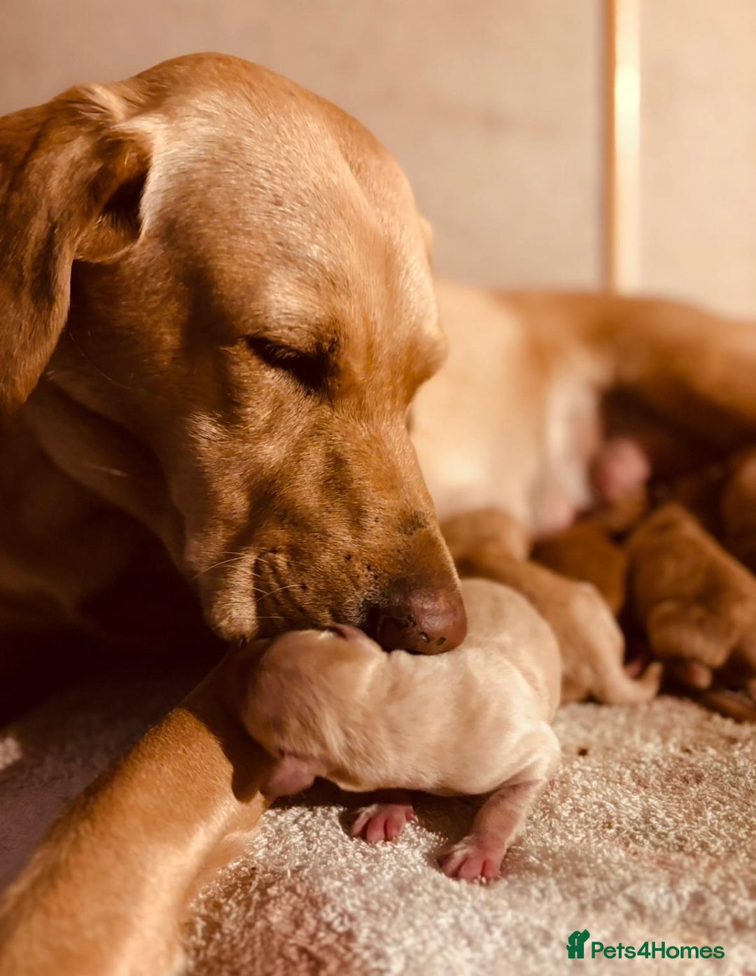 Labrador Retriever dogs for sale: 🐶 8 Gorgeous KC Labrador Puppy’s 🐶 - Image 24