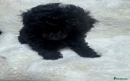 Toy Poodle dogs for sale: Beautiful litter Toy poodles  - Image 4