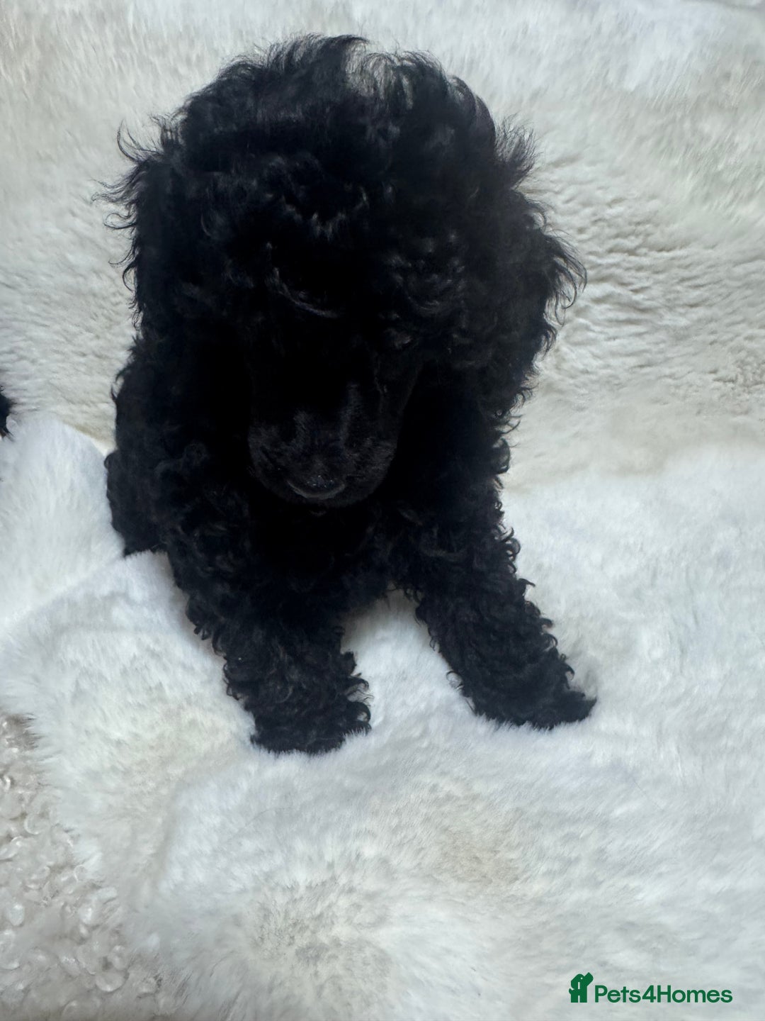 Toy Poodle dogs for sale: Beautiful litter Toy poodles  - Image 4