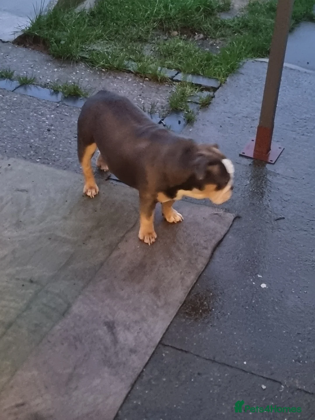 English Bulldog dogs for sale: 3 year old British bulldog  - Advert 3