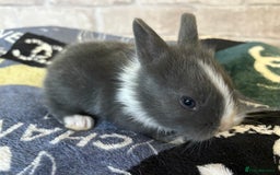 Mini Lop rabbits for sale: Two different litters of rabbits - Image 1