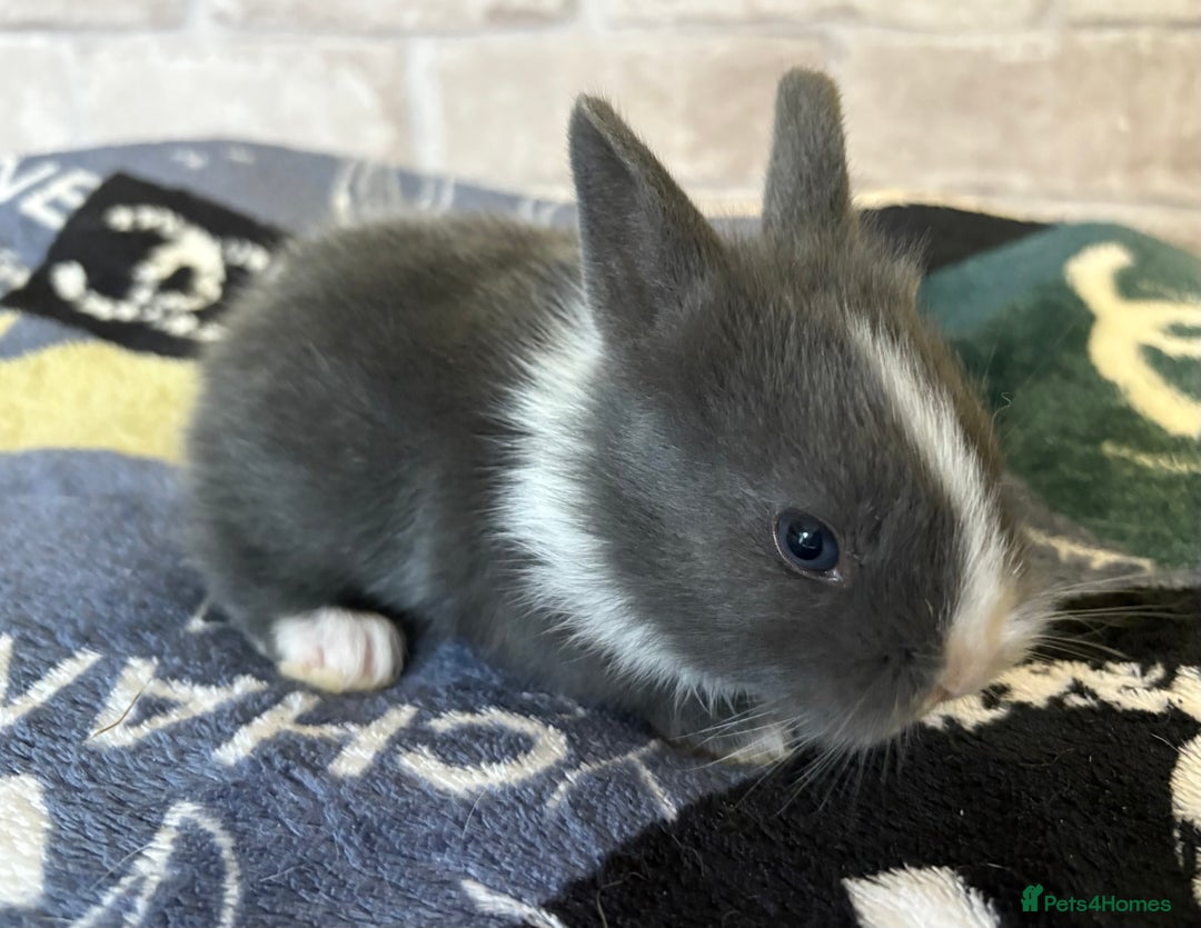 Mini Lop rabbits for sale: Two different litters of rabbits - Image 1
