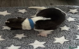 Akita dogs for sale: Akita pups Ready to leave 1st August  in Runcorn - Image 18