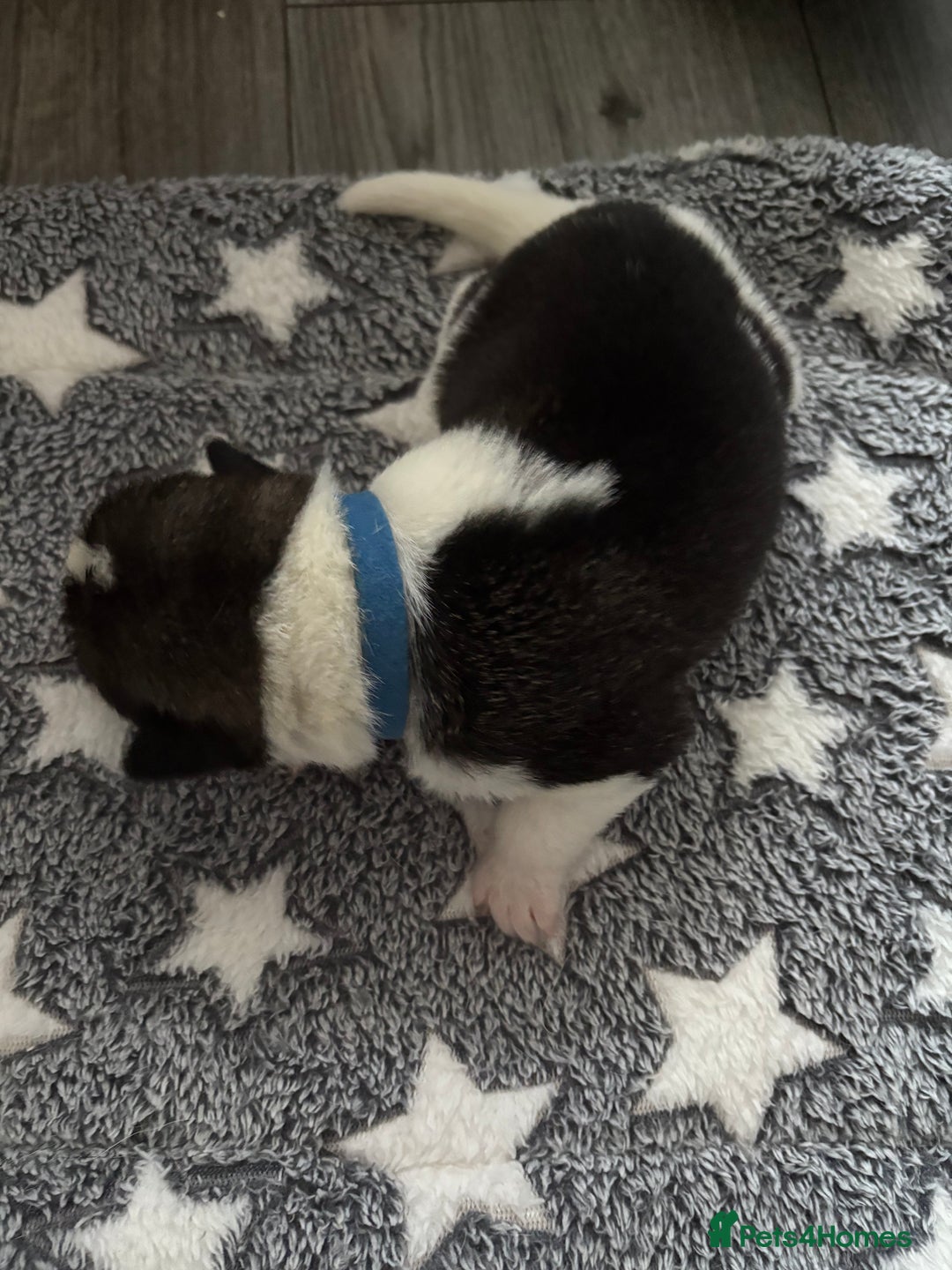 Akita dogs for sale: Akita pups Ready to leave 1st August  in Runcorn - Image 18