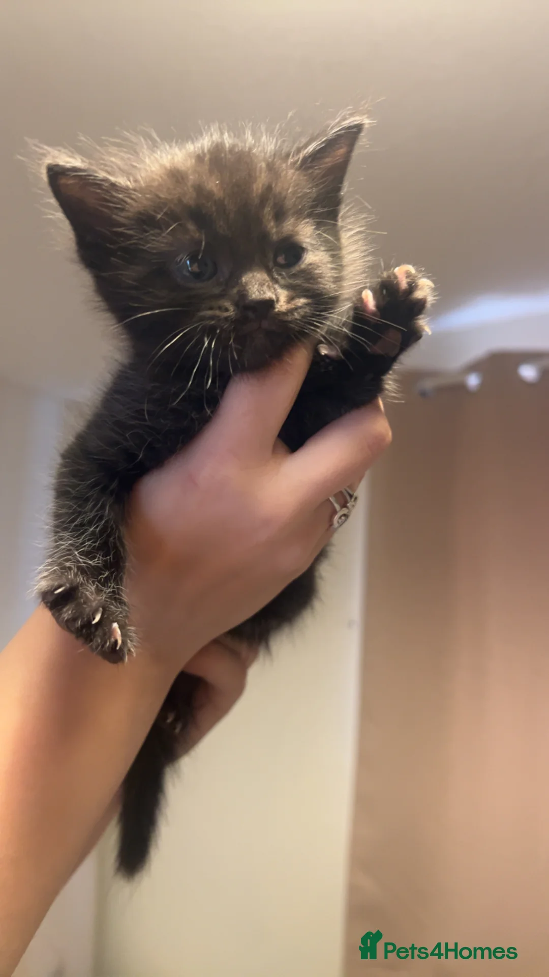 Mixed Breed cats for sale: 4 kittens looking for their forever homes  - Advert 6