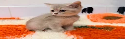 British Shorthair cats for sale: Lilac GCCF registered BSH kittens in Swansea - Advert 17