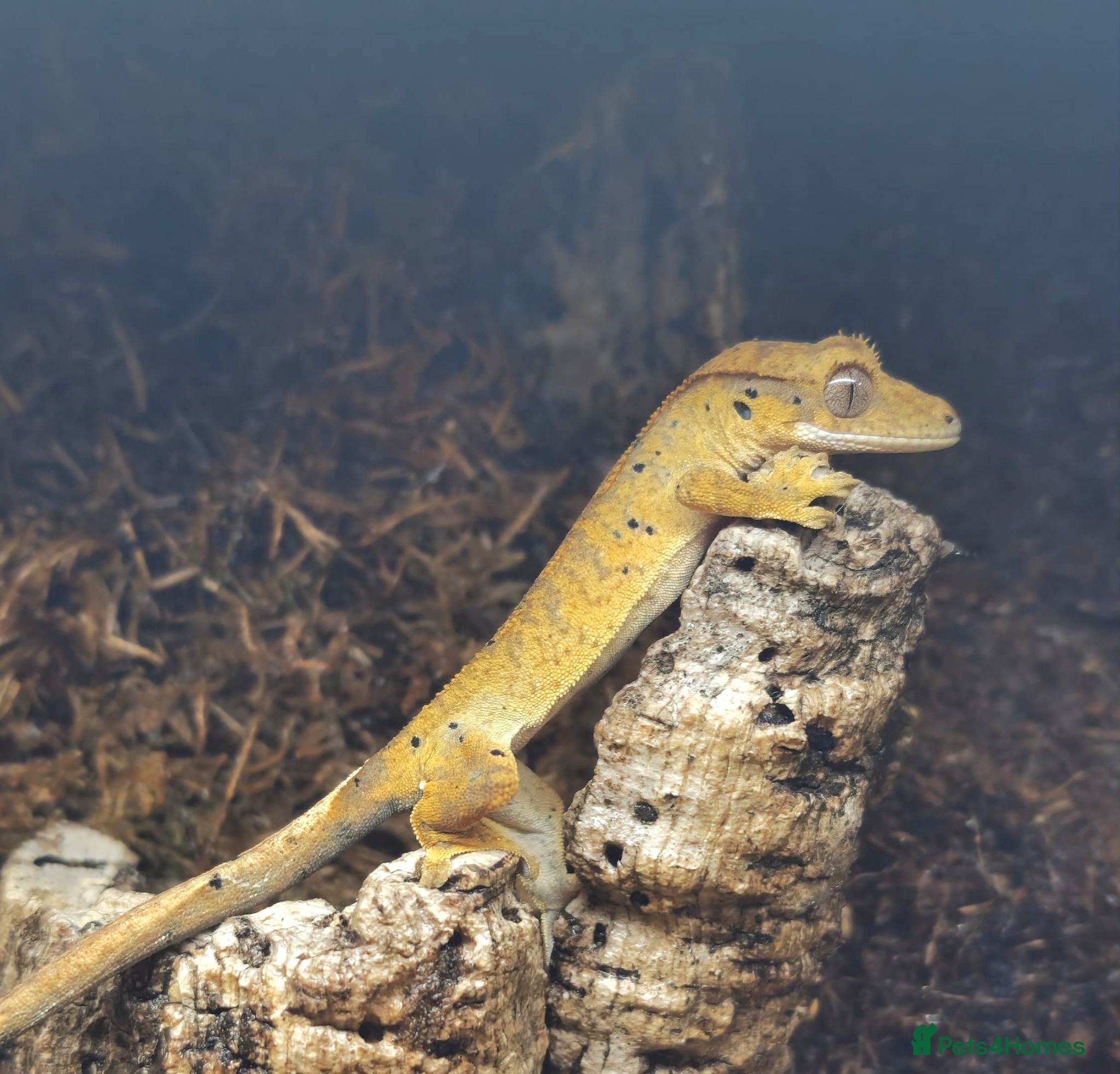 Gecko reptiles Dalmatian Crested Gecko Girl - Advert 3