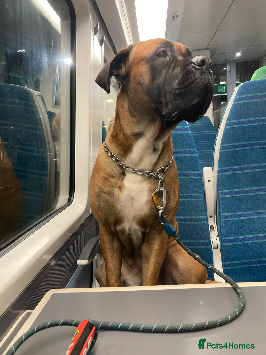 Cane Corso dogs for stud: M cane corso available for stud in London - Advert 7