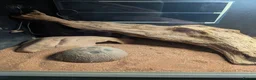 Leopard Gecko reptiles for sale: Leopard Gecko - Advert 3