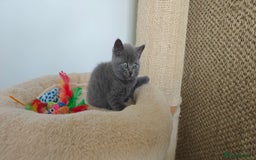 British Shorthair cats for sale: British shorthair blue/lilac kittens  - Image 5