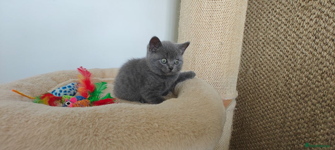 British Shorthair cats for sale: British shorthair blue/lilac kittens  - Image 5