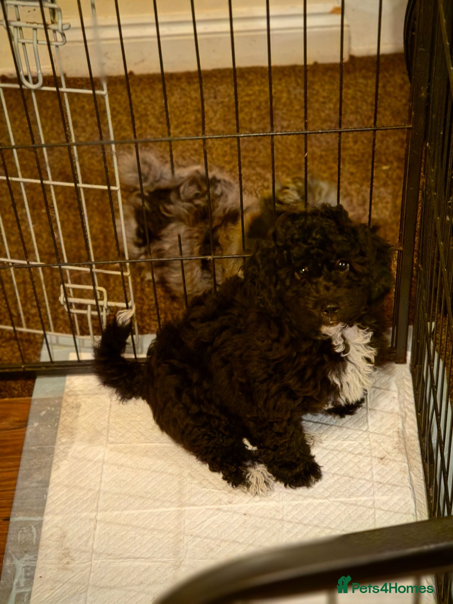Poochon dogs  READY TO GO FULL INJECTION DONE poochon puppys  - Advert 2