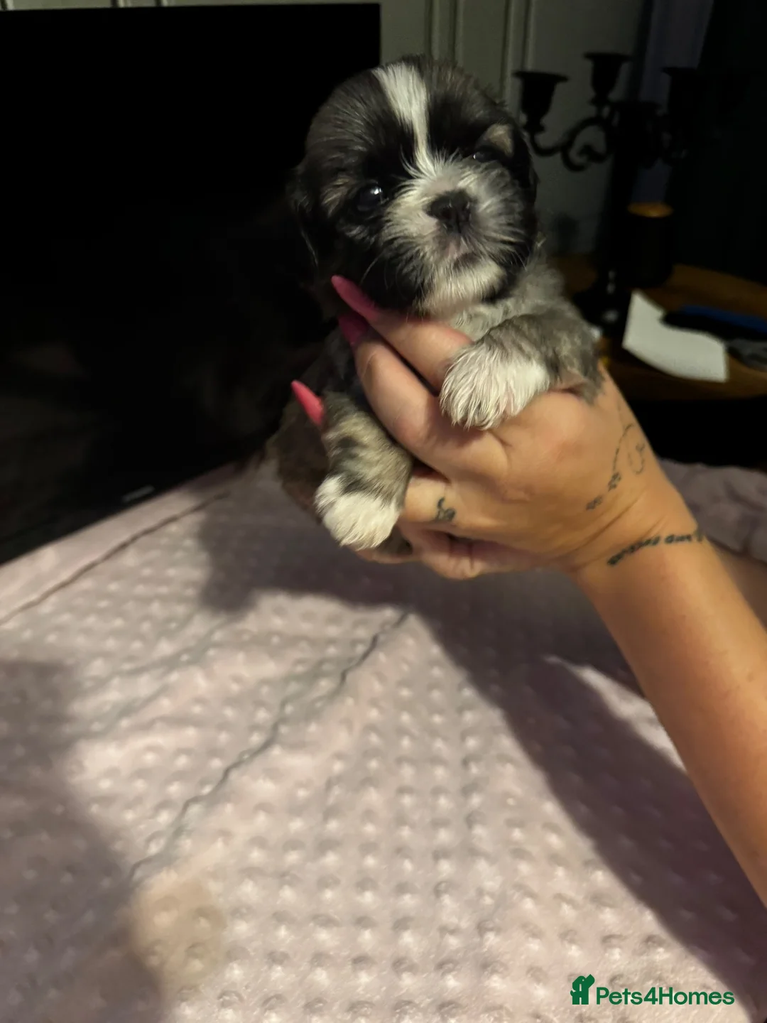 Shih Tzu dogs for sale: Adorable Shihtzu pups looking for forever homes - Advert 19