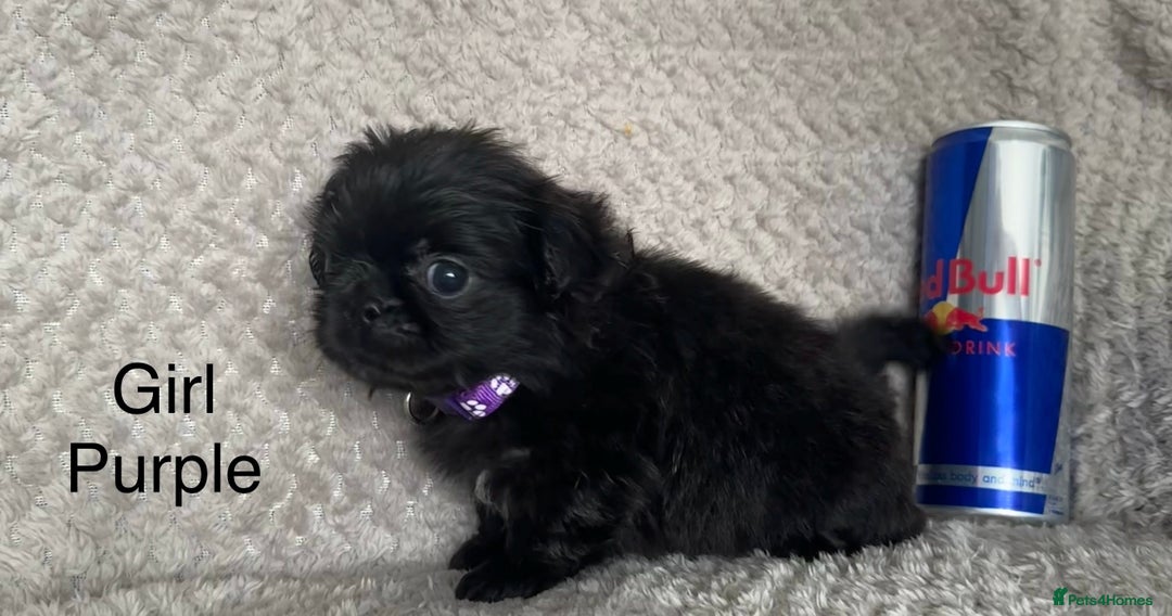 Mixed Breed dogs for sale: Tiny Pugingese pups  - Image 9
