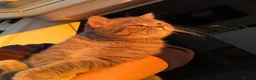 British Shorthair cats for sale: Beautiful silver spotted British shorthair kitten - Advert 9