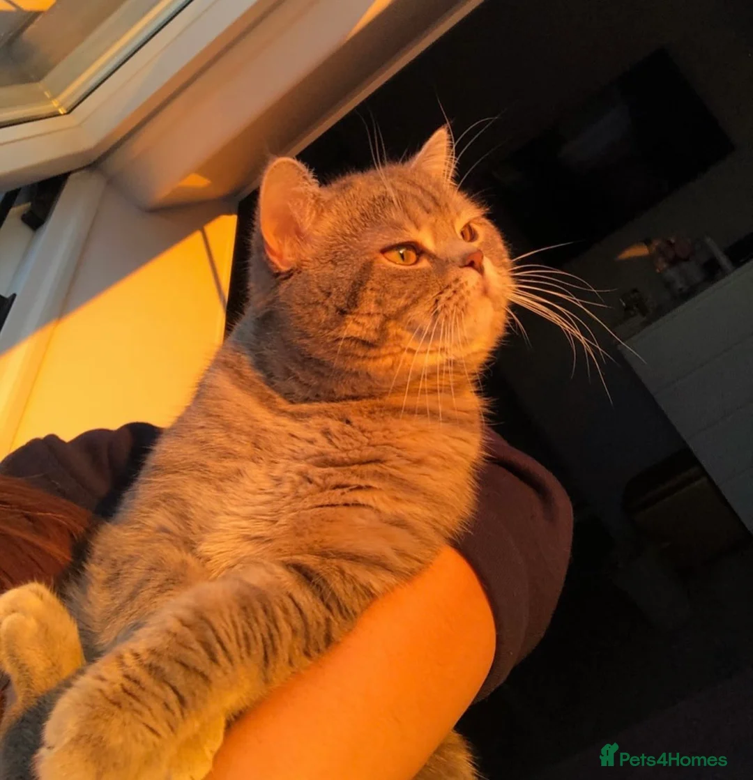 British Shorthair cats for sale: Beautiful silver spotted British shorthair kitten - Advert 9