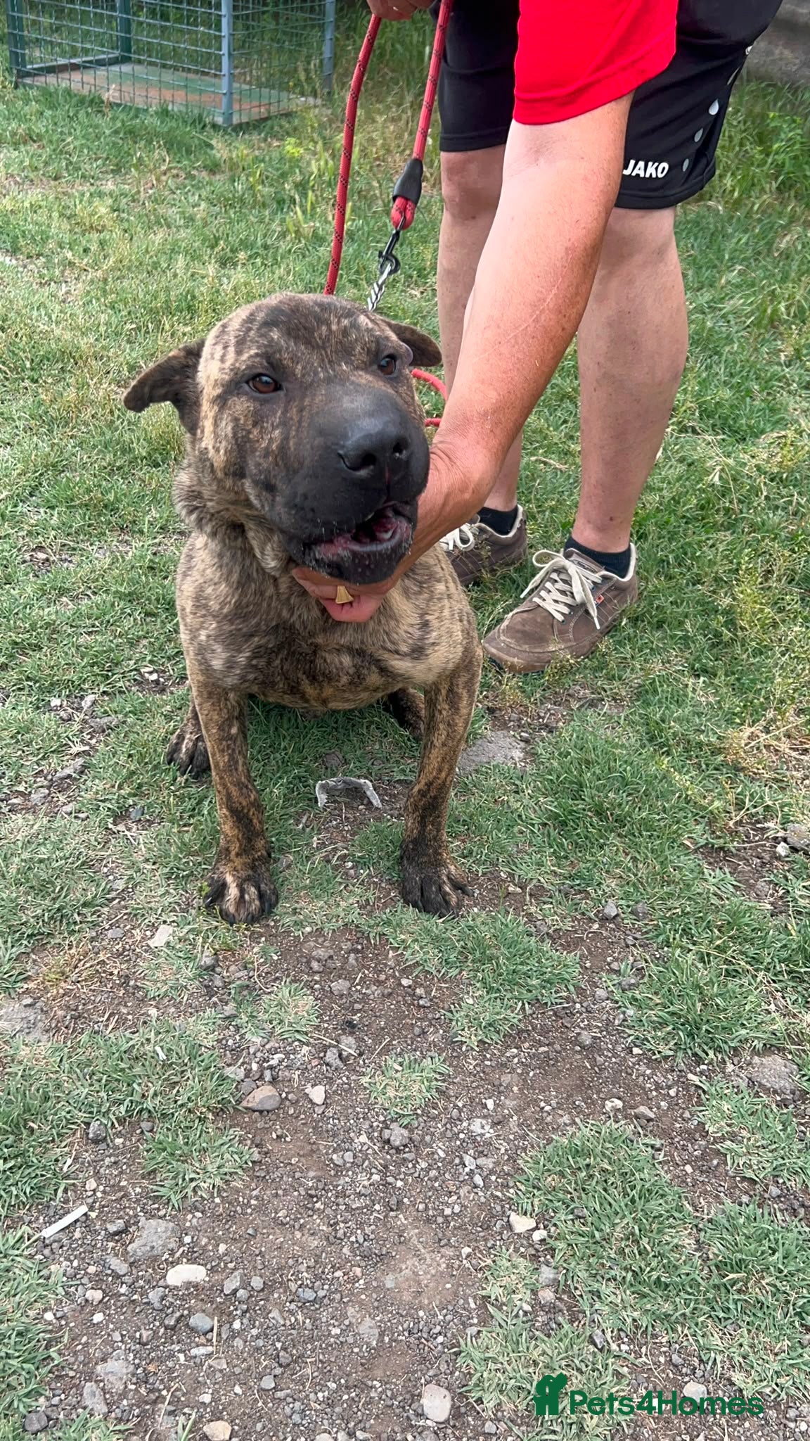 Mixed Breed dogs Jr 1 year shar pei mix Macedonian rescue   - Advert 1