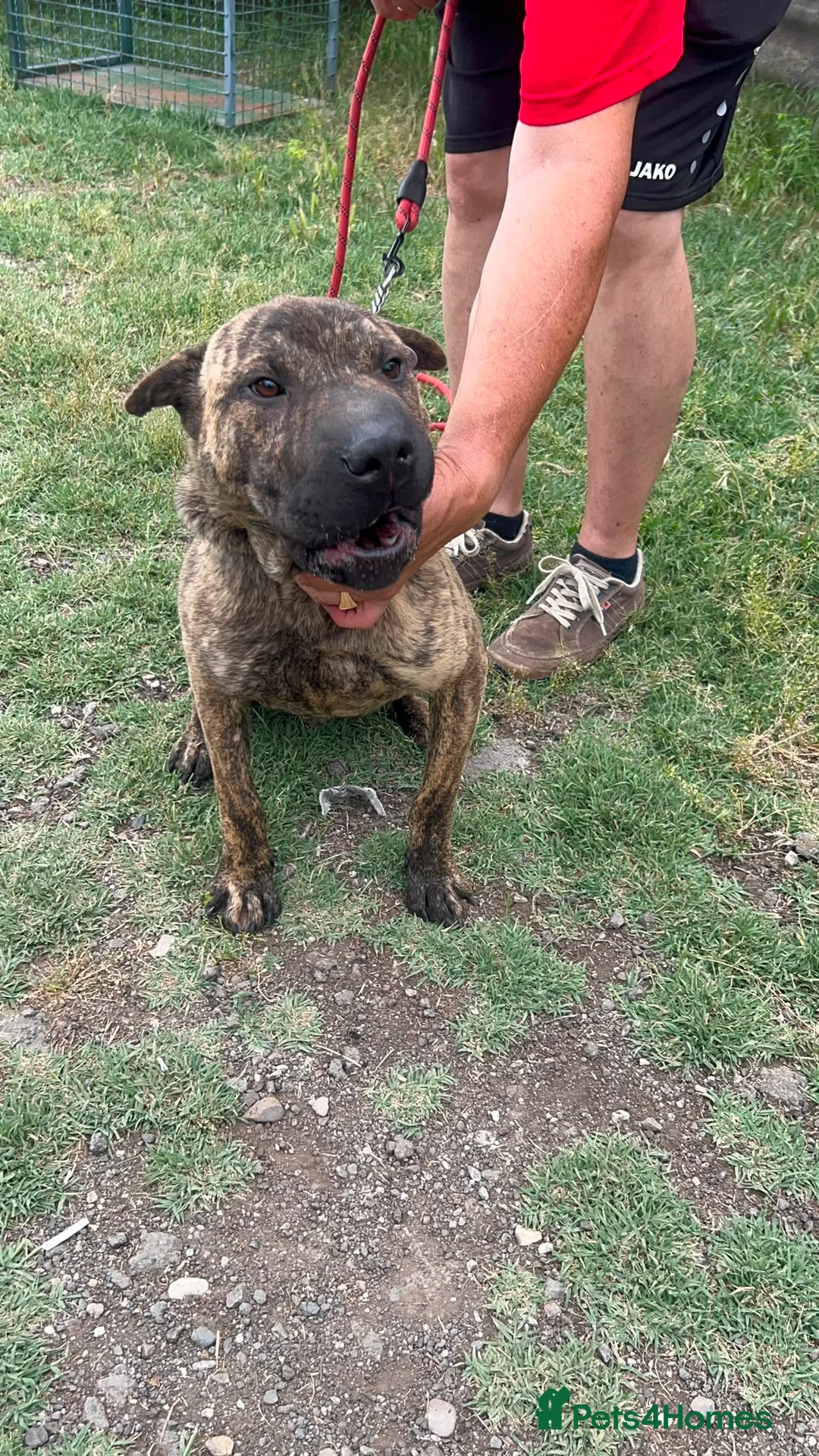 Mixed Breed dogs for adoption: Jr 1 year shar pei mix Macedonian rescue   - Advert 1