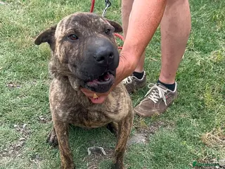 Mixed Breed dogs Jr 1 year shar pei mix Macedonian rescue - Advert 17