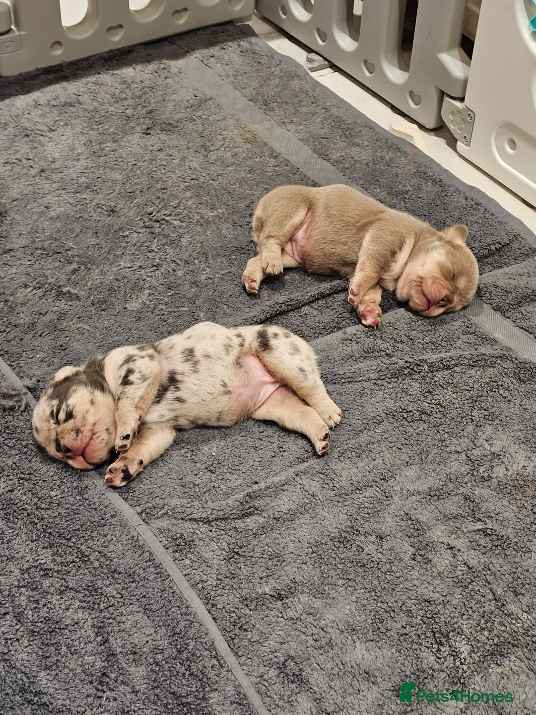 Mixed Breed dogs for sale: Micro exotic,s. - Advert 22