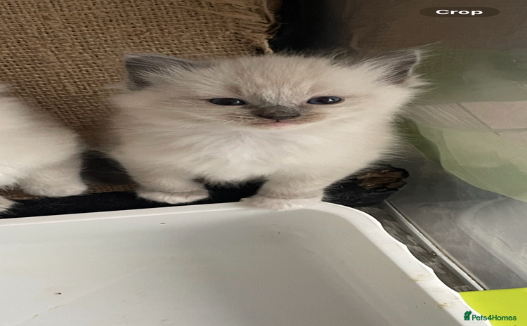 Ragdoll cats - Advert 2