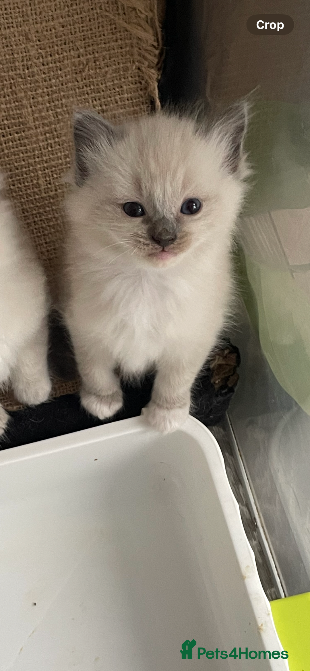 Ragdoll cats for sale: GCCF RAGDOLLS, POSS  ACTIVE, carry choc  - Image 1