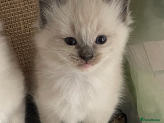 Ragdoll cats - Advert 3