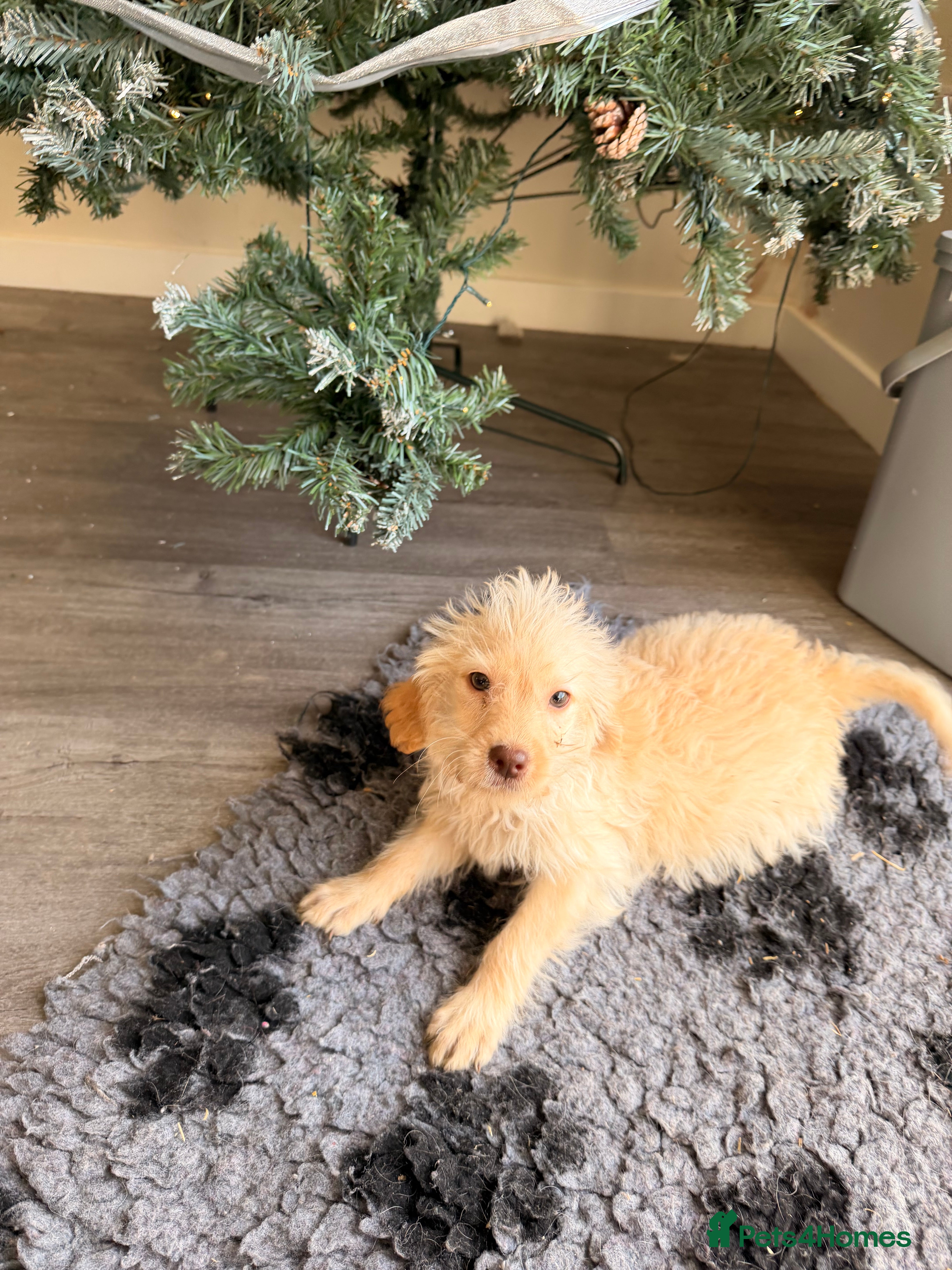 Labrador Retriever dogs £700READY NOW Labradoodle puppy’s ready now   - Advert 5