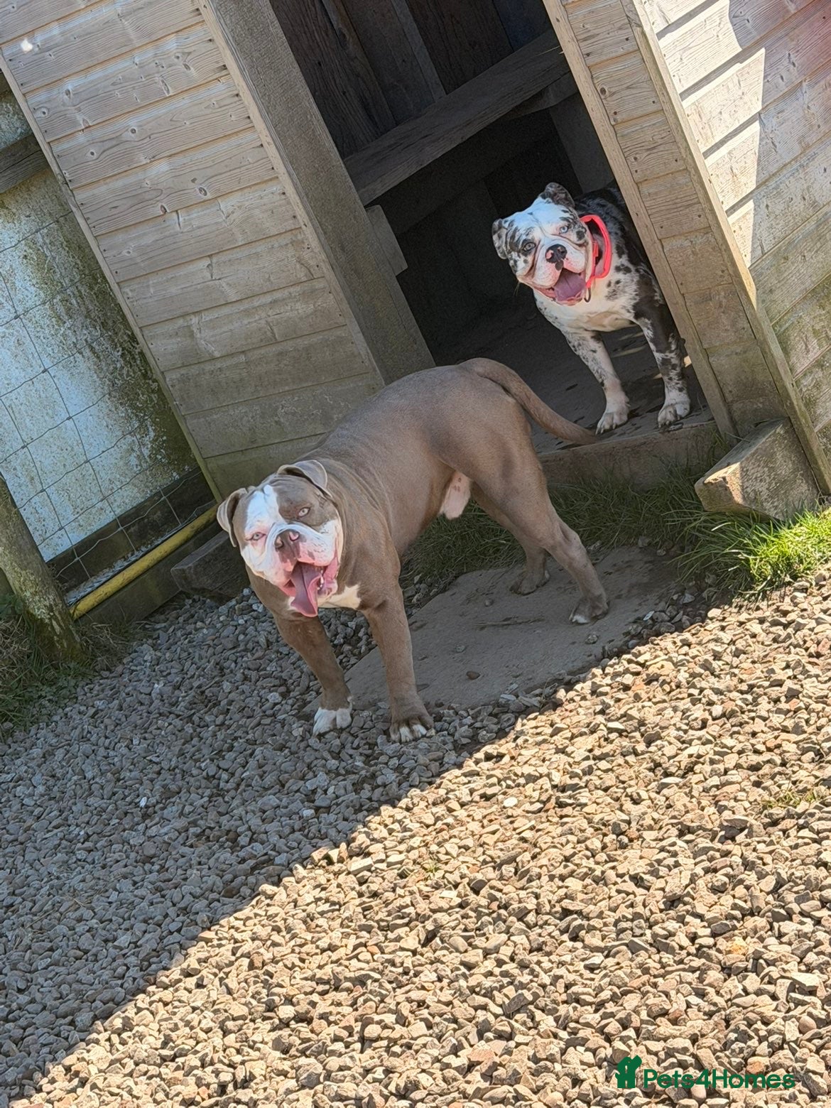 Olde English Bulldogge dogs for stud: Olde English bulldogge for stud  - Advert 2