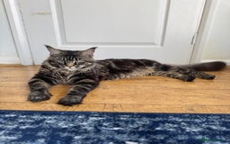 Maine Coon cats for sale: Majestic Purebred Maine Coon Kittens - TICA 🐾 - Advert 12