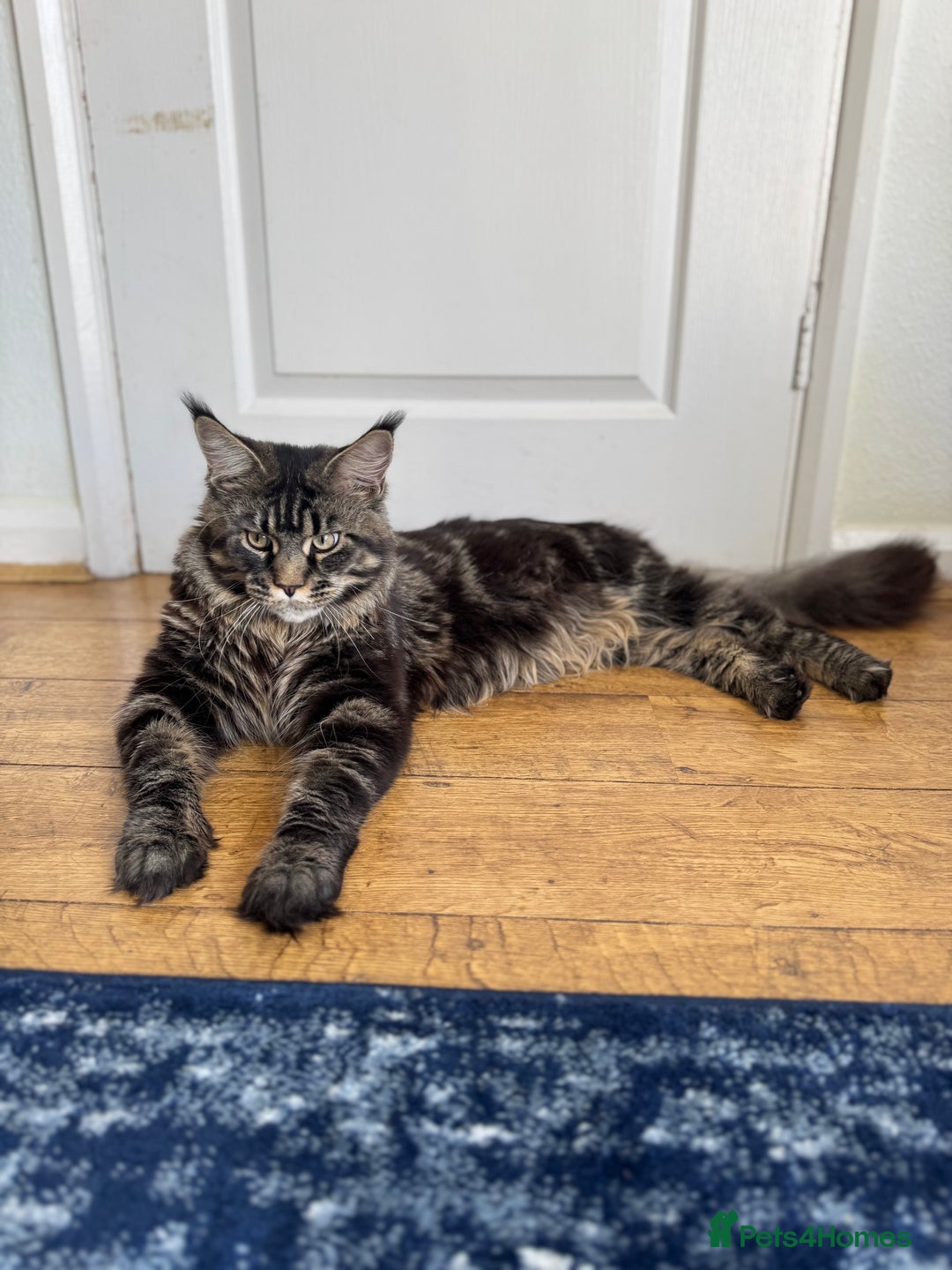 Maine Coon cats for sale: Majestic Purebred Maine Coon Kittens - TICA 🐾 - Advert 12