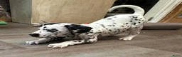 Dalmatian dogs for sale: KC Reg Dalmatian Puppies Black & Liver Ready Now - Advert 15