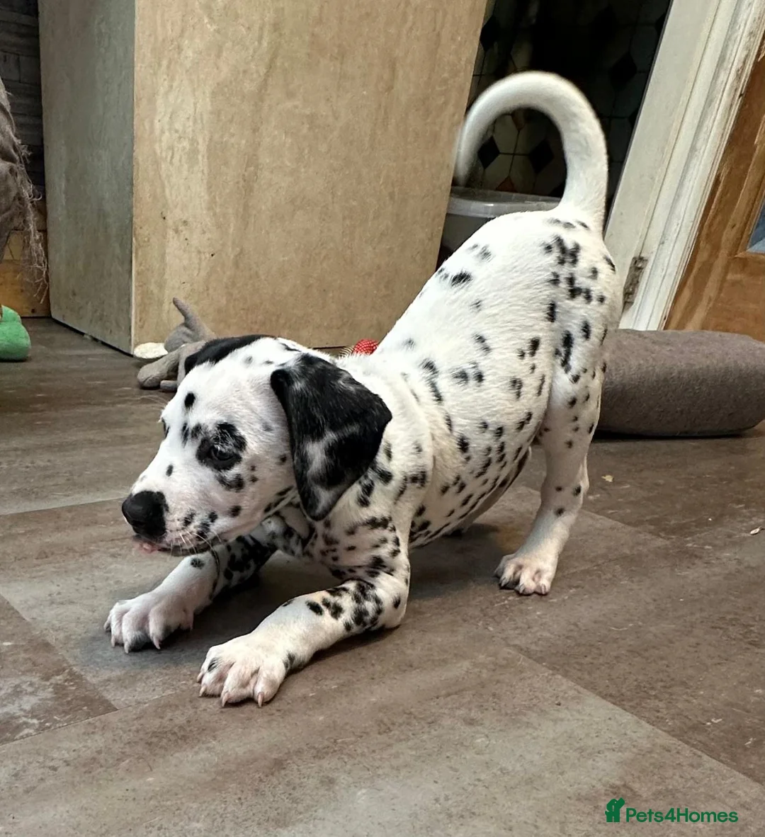 Dalmatian dogs for sale: KC Reg Dalmatian Puppies Black & Liver Ready Now - Advert 15