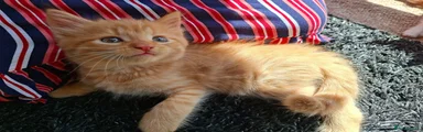 Longhaired ginger male