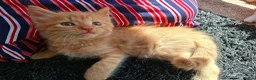 Mixed Breed cats for sale: Gorgeous kittens, mix of short & long hair in Hayle - Advert 7