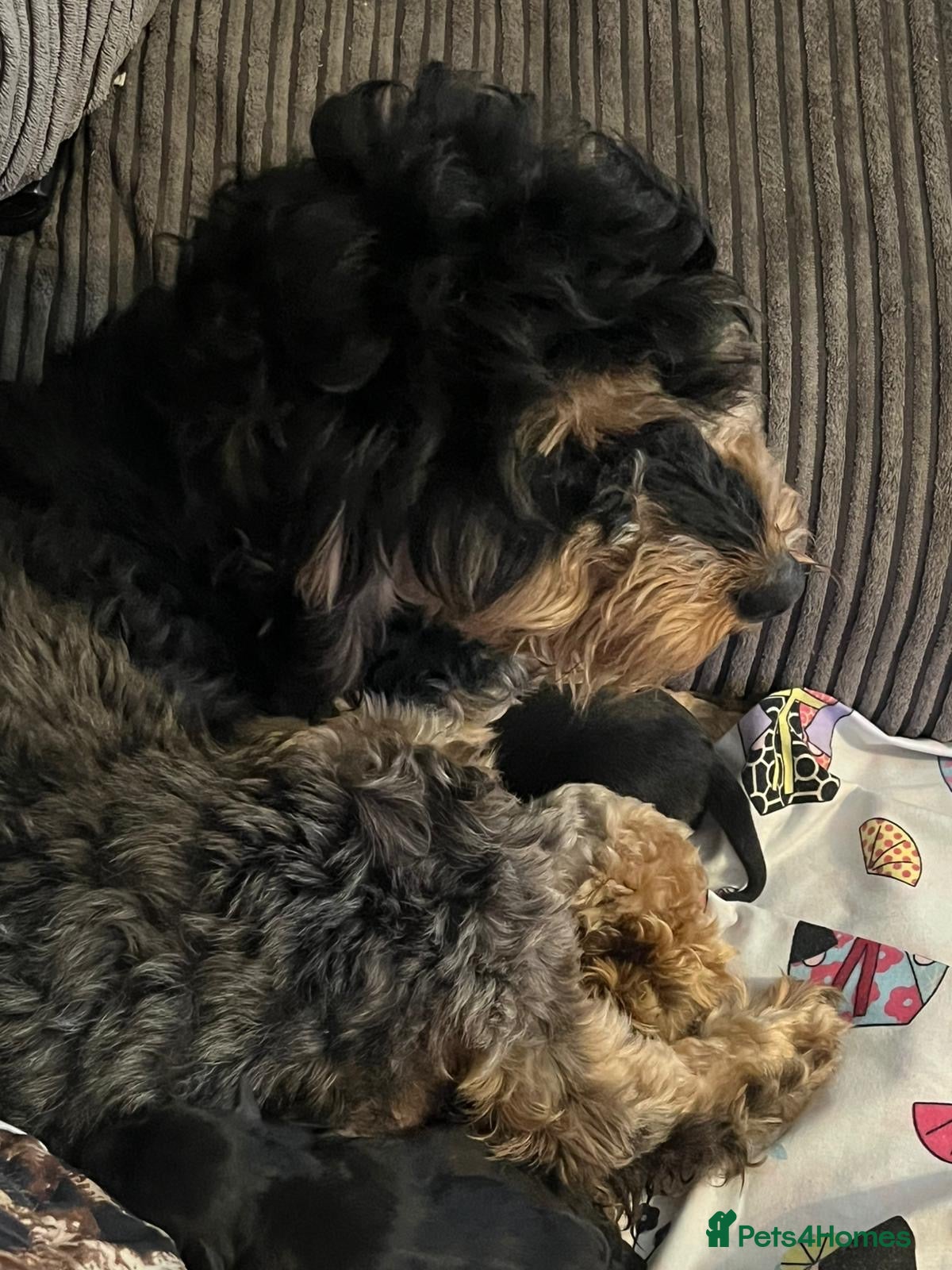 Mixed Breed dogs Labradoodle puppies  - Advert 1