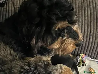 Mixed Breed dogs Labradoodle puppies - Advert 1