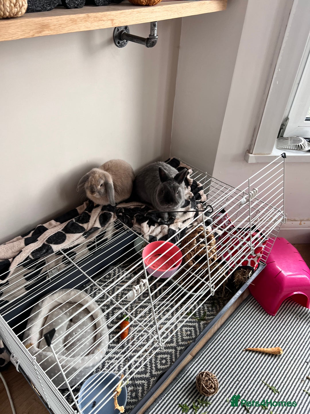 Mini Lop rabbits for sale: Pair of indoor house rabbits  - Advert 2