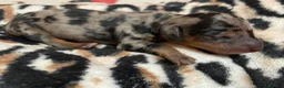 Dachshund dogs for sale: The Dapple Dachshunds Nottinghamshire  - Advert 16
