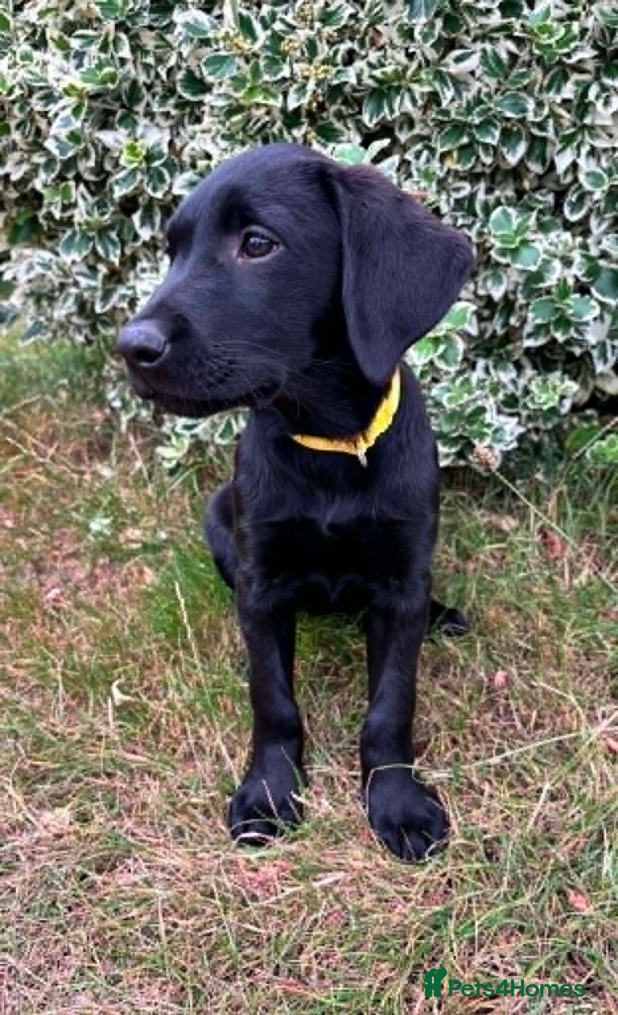 Labrador Retriever dogs Labradors - Puppies Ready for Their Forever Homes! - Advert 2